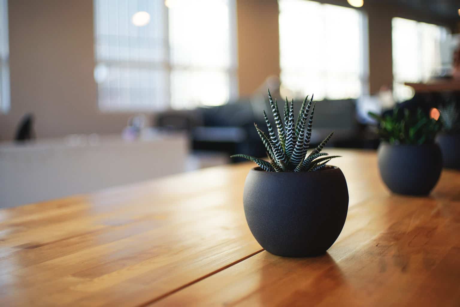 Two potted plants on a wooden table.